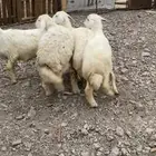 طليين ورخلين ذبايح