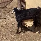 مهد الذهب