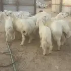 ذبايح للبيع