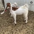 تيس مشروع فحل طيب