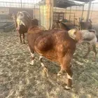 عنز حمراء صنف طيب