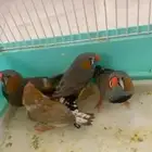 4 زيبرا البيع مستعجل