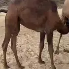 بكره على حليب امها