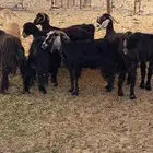 للبيع معزا