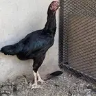 دجاج سندي المجاردة