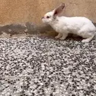 ذكور ارانب العدد 2