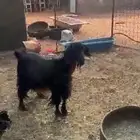 عنز معها تيس ذبيحه