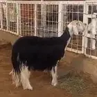 نجدية صنف ثنية دافع