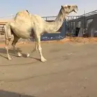 بعير