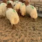 7 خرفان كايفة نعيم شعرة وشحم بحريملاء
