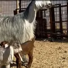 معزا والد ومضرع( تم البيييع )