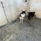 هاسكي للبيع