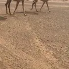 بكار مفاريد شقح باتليات