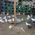 حمام