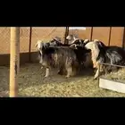 ضأن مراح واحد دفيع بفحلها