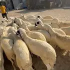 سواكن مرابي خمس شهور ذمه وامانه ذبايح كفو