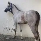 حصان شعبي شيخ حق شتويه تربيع سست سبوق طياره حارر