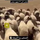 هرافي العدد 190 (تم البيع )