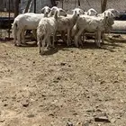 ضان للبيع