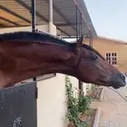 حصان شعبي