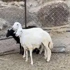 3 رخال سمان