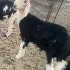 خروف ورخل طيبات