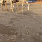 خفت مبيوعات عيالهن