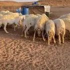 غنم مراح حريات