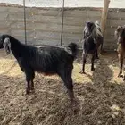 معزا طيبات ماشاءالله تبارك الله