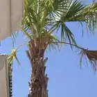 نخل واشنطني