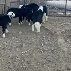 للبيع طليان نجد نظاف شرط عددهن 7