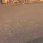 للبيع الخلفه الي حدره قعود
