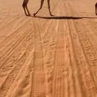 بكره رمانيه جذعه