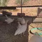 صوص رومي