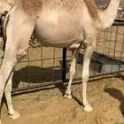 قعود مغلق