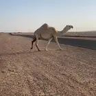 بكره باتليه لقحه على رماني كفو