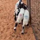 داوغير