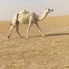 بكر ضروبه