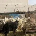 غنم حريه ورفيد