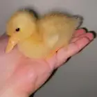 صوص بط بكيني للبيع اصفر صافي نقي