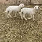 دواغير حريه