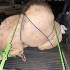 للبيع القعدان الكفو للمبادي وزواجات بسعر مناسبه يوجد تواصيل