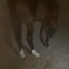 حصان للبيع