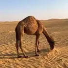 قعود سمين عمره 8 9 شهور وع حليب امه بالعقيمي