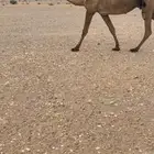 خلفه تحتها بكره ام خمس شهور