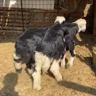 طليان نجد اعمارها 5 شهور