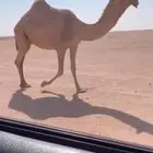القحه ثنيه للبيع شعلا