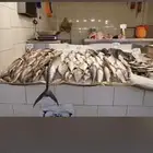 توريد جميع انواع السمك الطازج من الدمام -لرياض باسعار وجودة