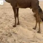 قعدان