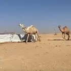 نياق للبيع جمله